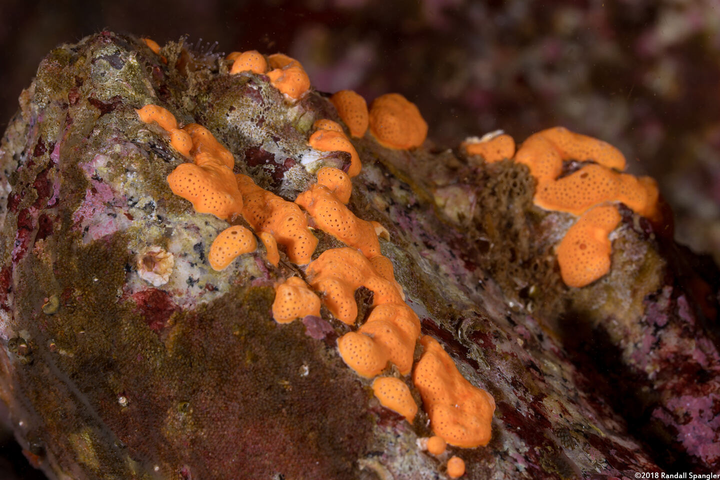 Didemnum carnulentum (Didemnum Carnulentum)