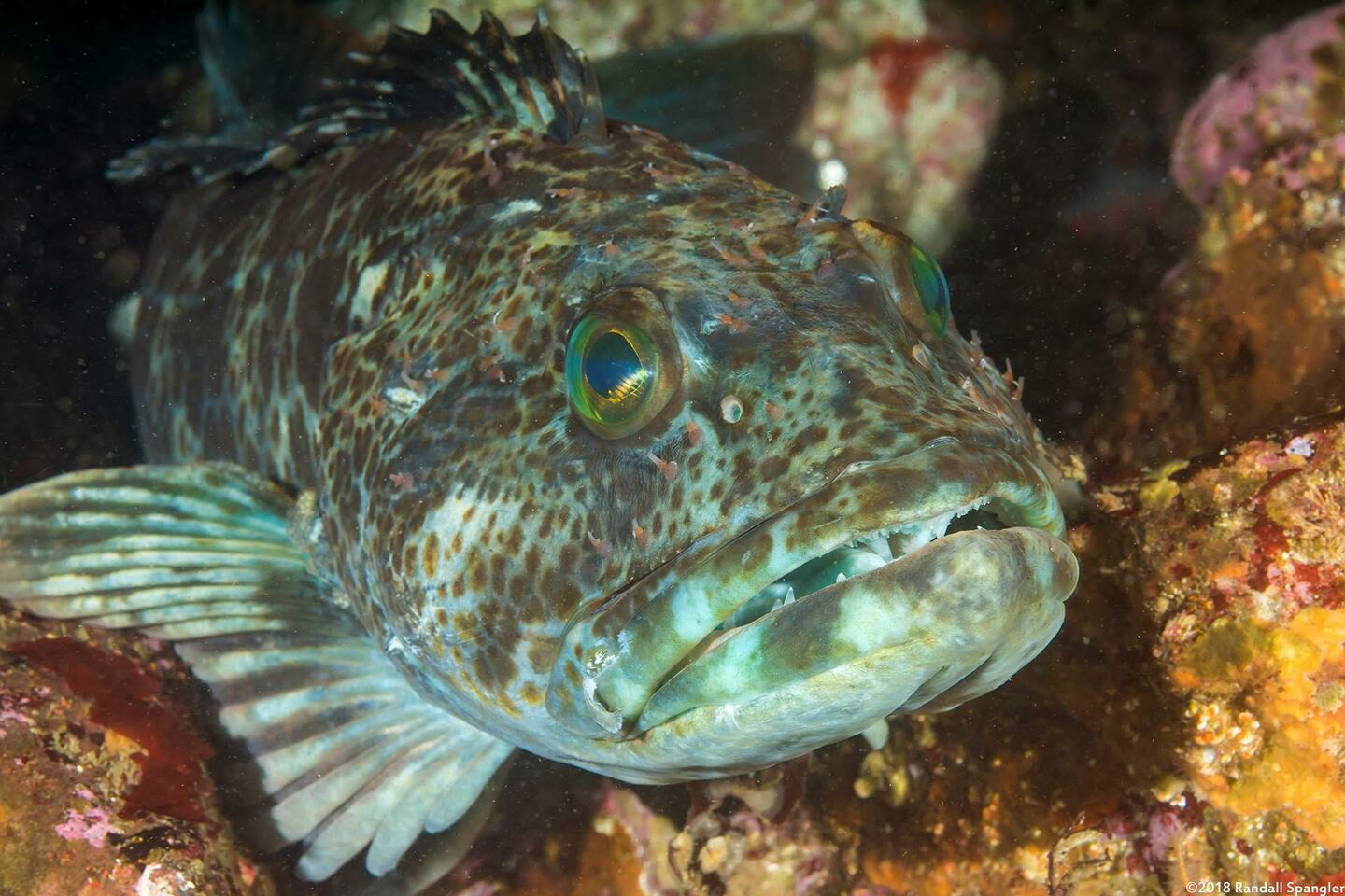Ophiodon elongatus (Lingcod)