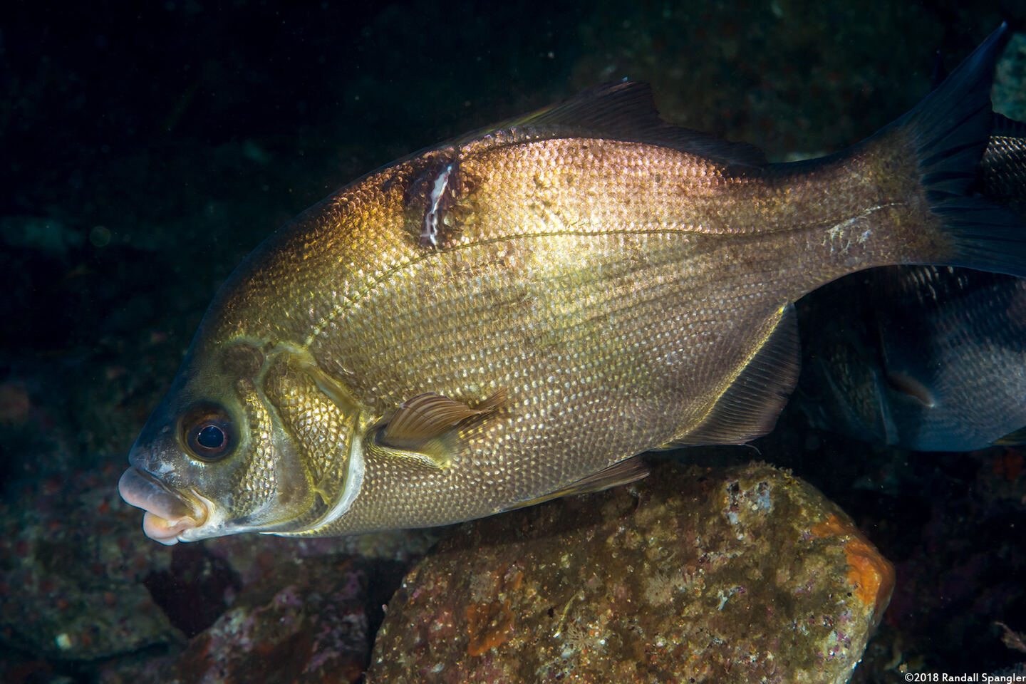 Rhacochilus toxotes (Rubberlip Seaperch)