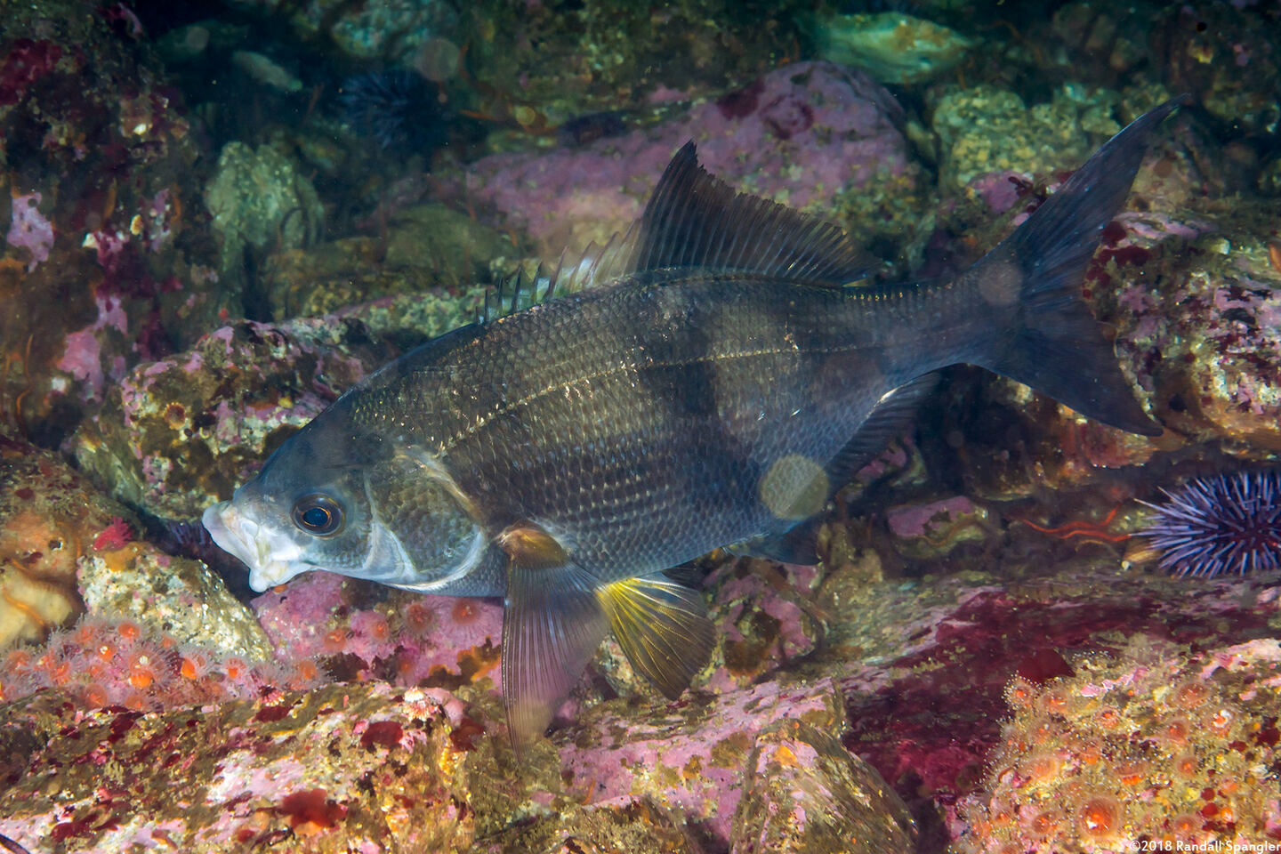 Rhacochilus vacca (Pile Perch); This one is eating