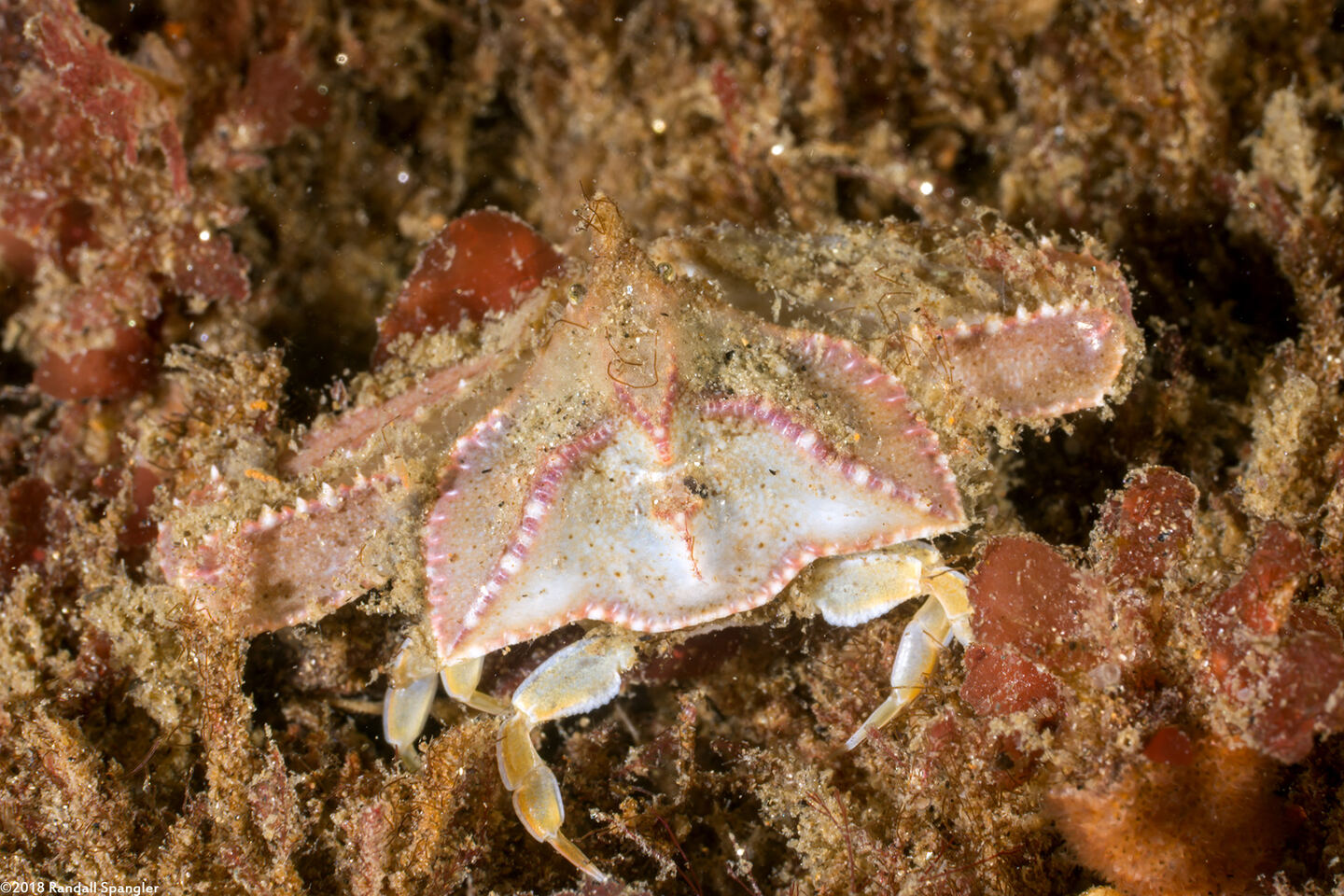 Latulambrus occidentalis (Sandflat Elbow Crab)