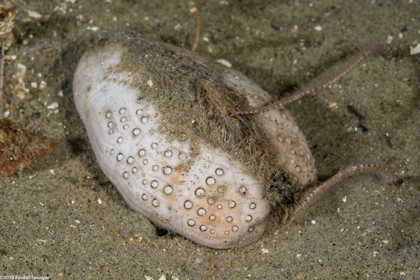 Lovenia cordiformis (Heart Urchin); Urchin test (skeleton)