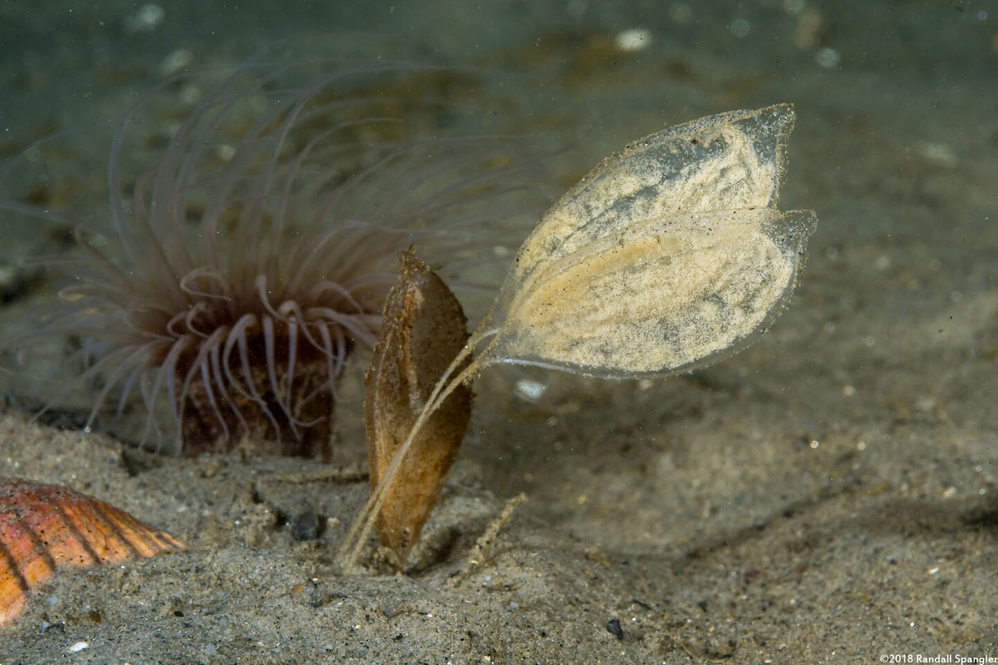 Megasurcula carpenteriana (Carpenter's Turrid); These are its eggs