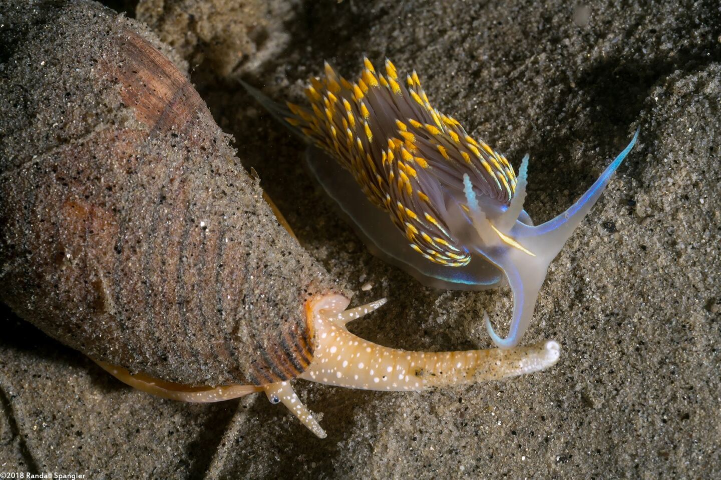 Hermissenda opalescens (Opalescent Nudibranch)