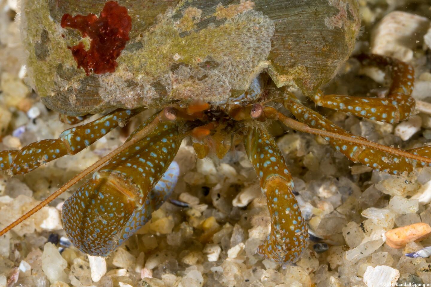 Pagurus granosimanus (Grainyhand Hermit Crab)