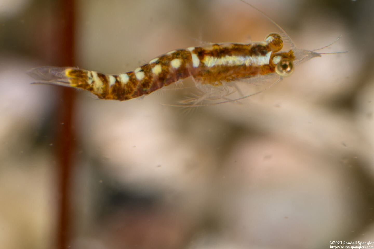 Order Mysida (Mysids)