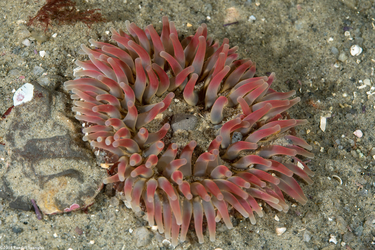 Urticina coriacea (Stubby Rose Anemone)