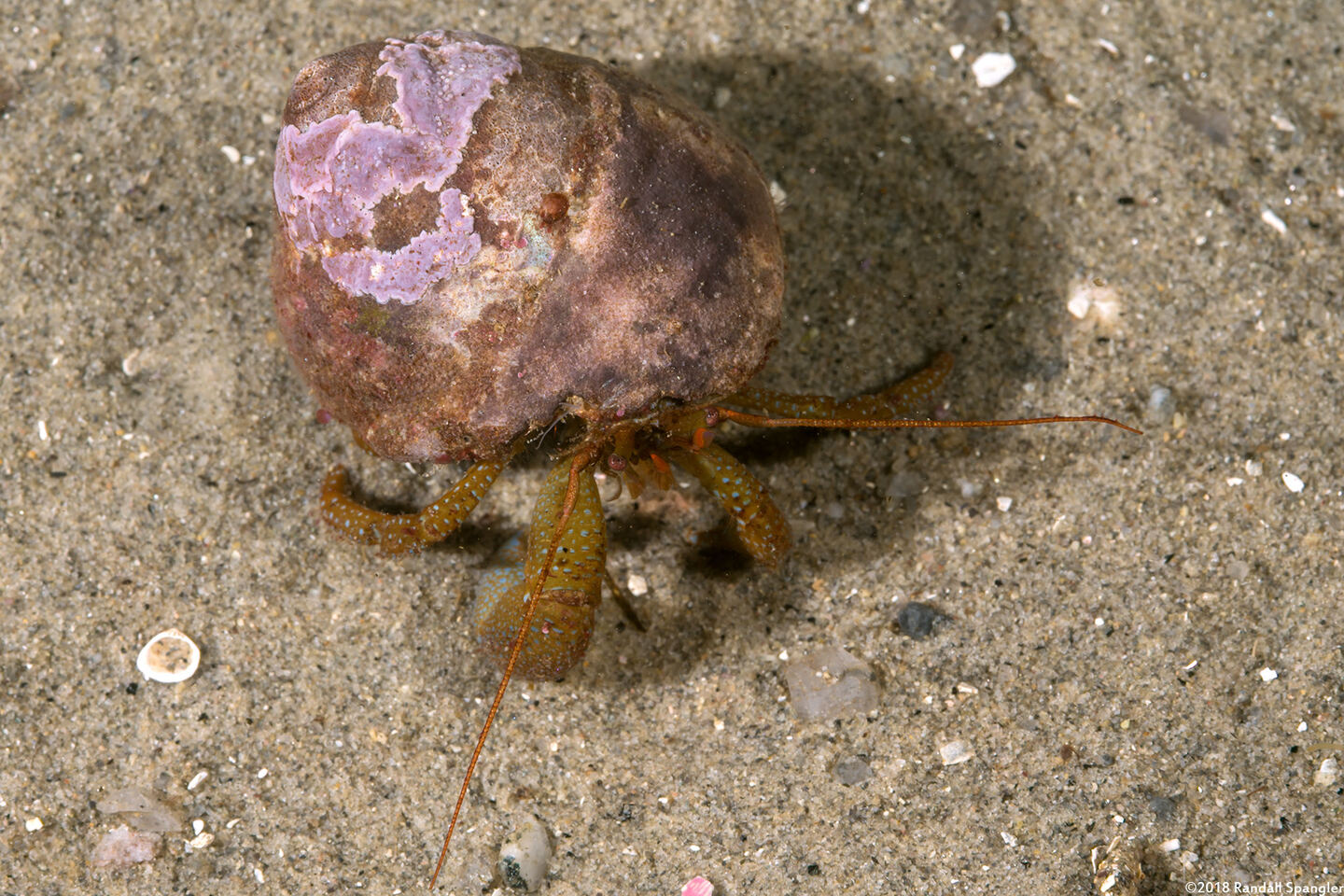 Pagurus granosimanus (Grainyhand Hermit Crab)