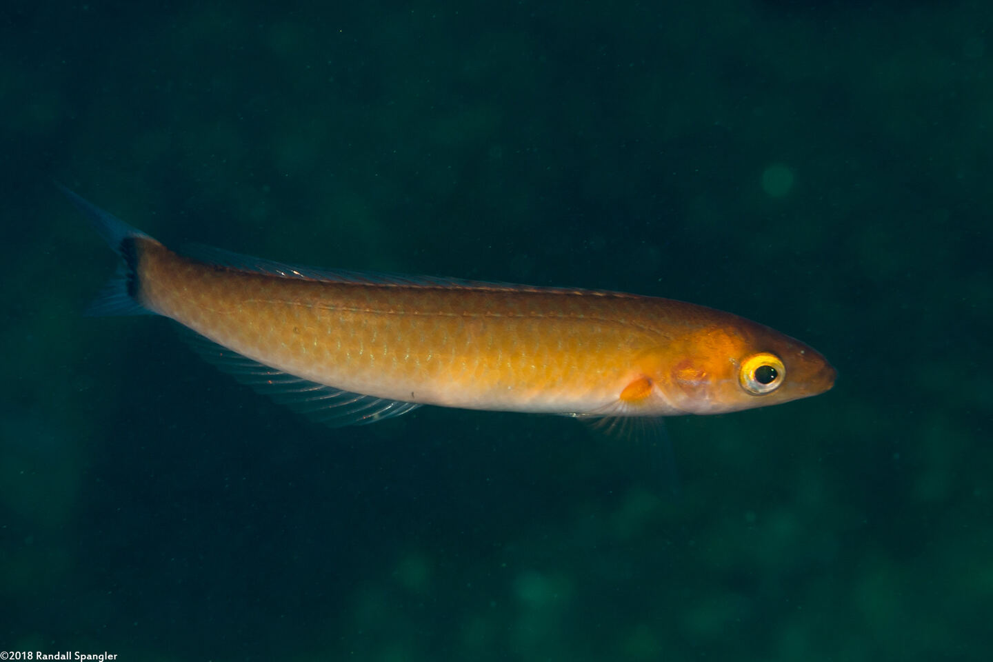 Oxyjulis californica (Señorita)