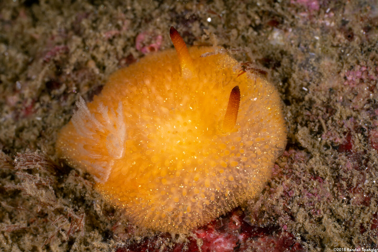 Acanthodoris lutea (Yellow Horned Dorid)