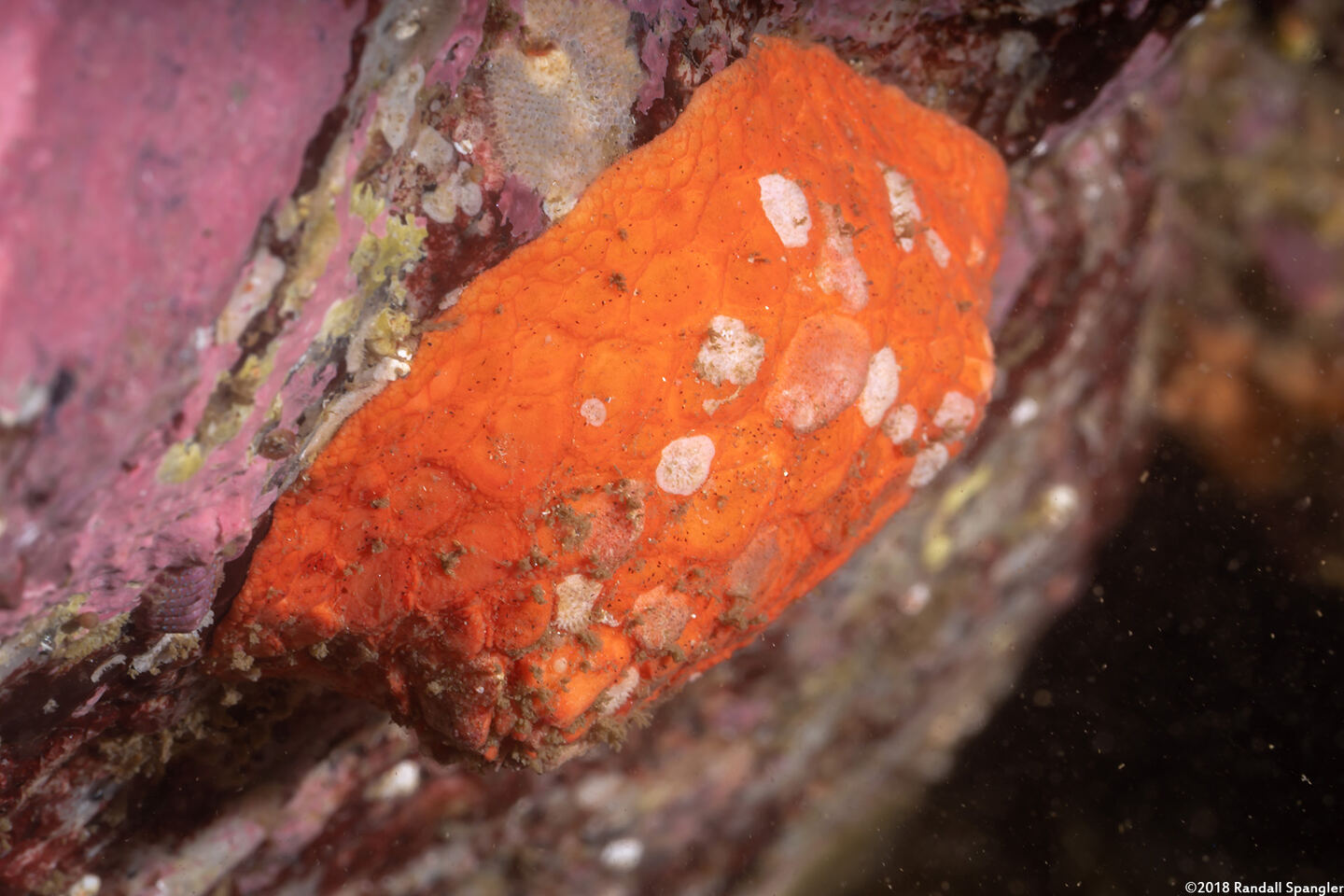 Psolus chitonoides (Slipper Sea Cucumber)