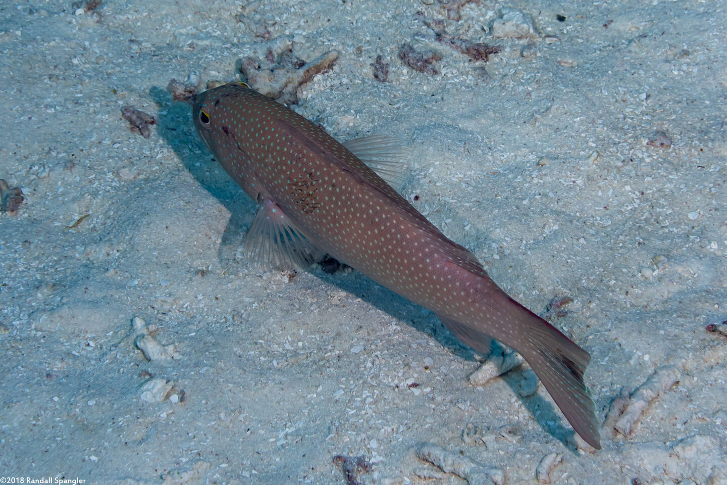 Plectropomus leopardus (Leopard Coral Grouper)