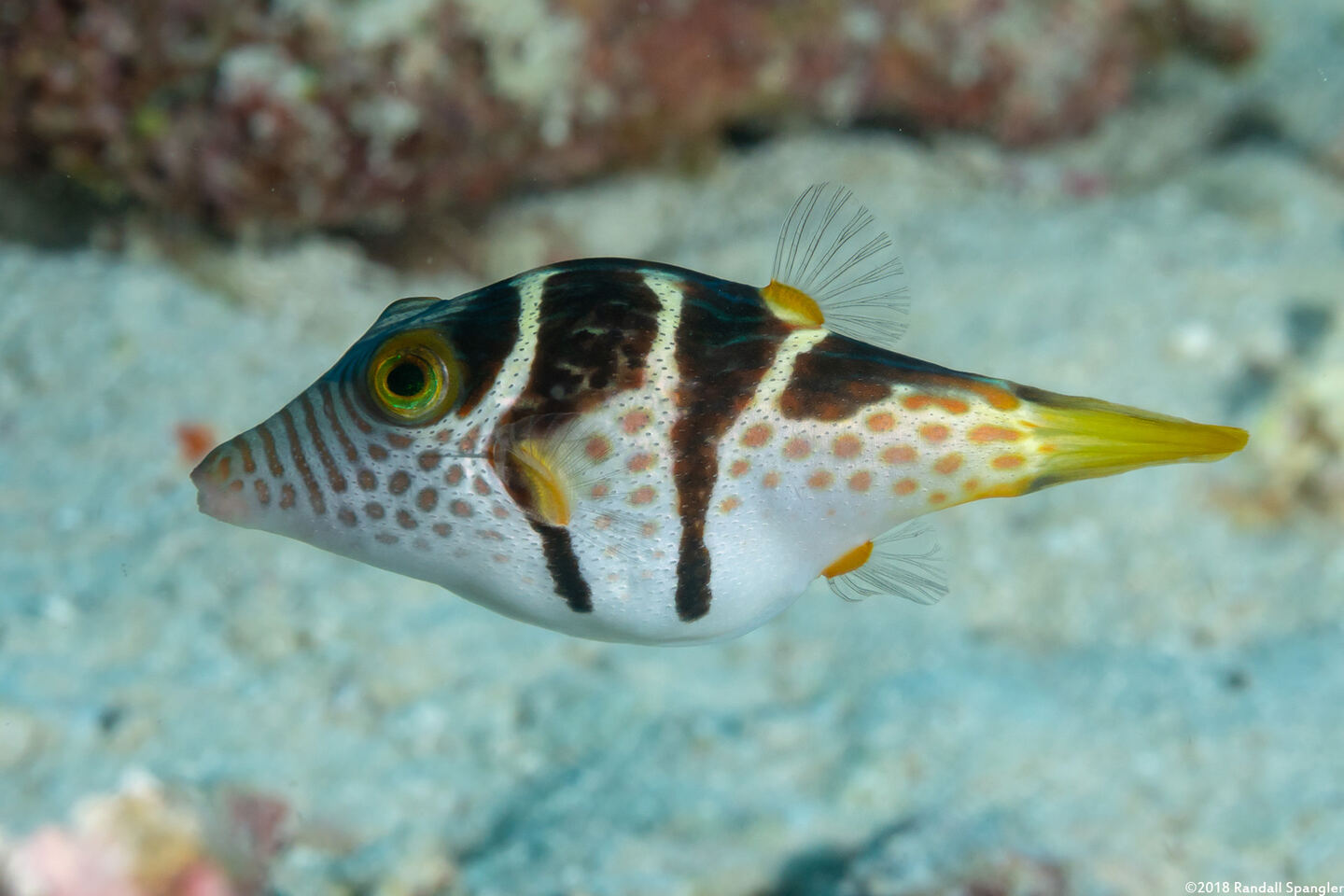 Canthigaster valentini (Black-Saddled Toby)
