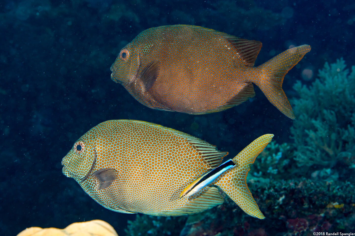 Siganus punctatus (Gold-Spotted Rabbitfish)