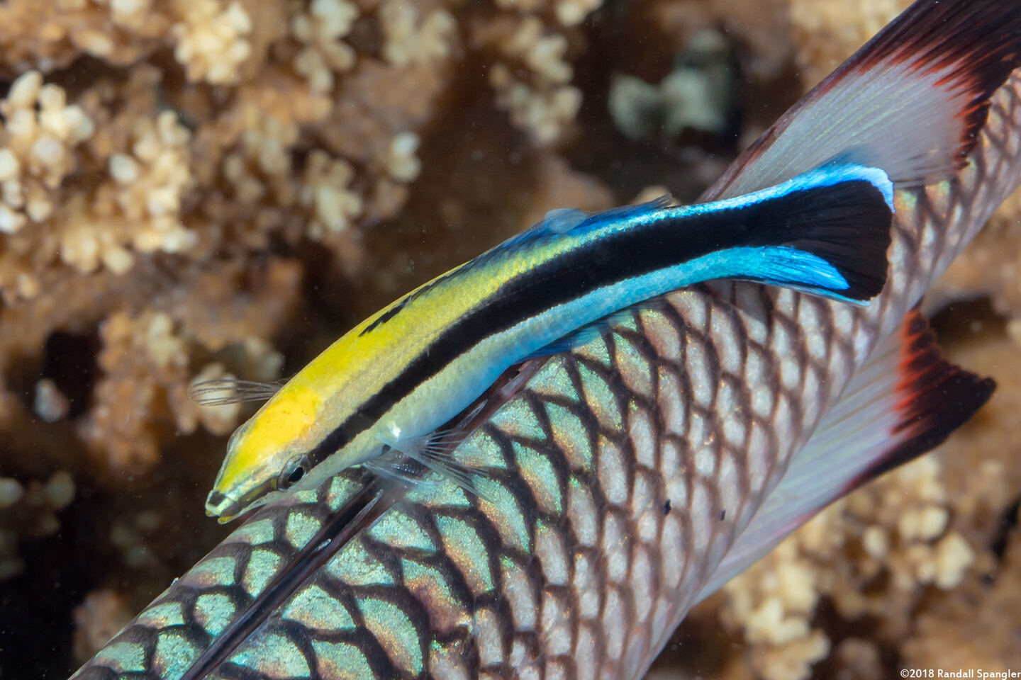 Labroides dimidiatus (Bluestreak Cleaner Wrasse)