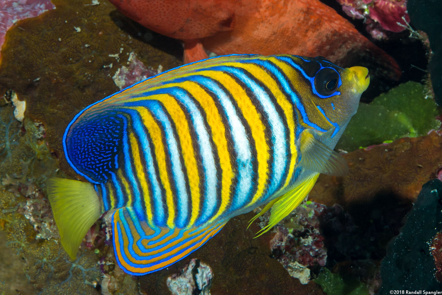 Pygoplites diacanthus (Regal Angelfish)