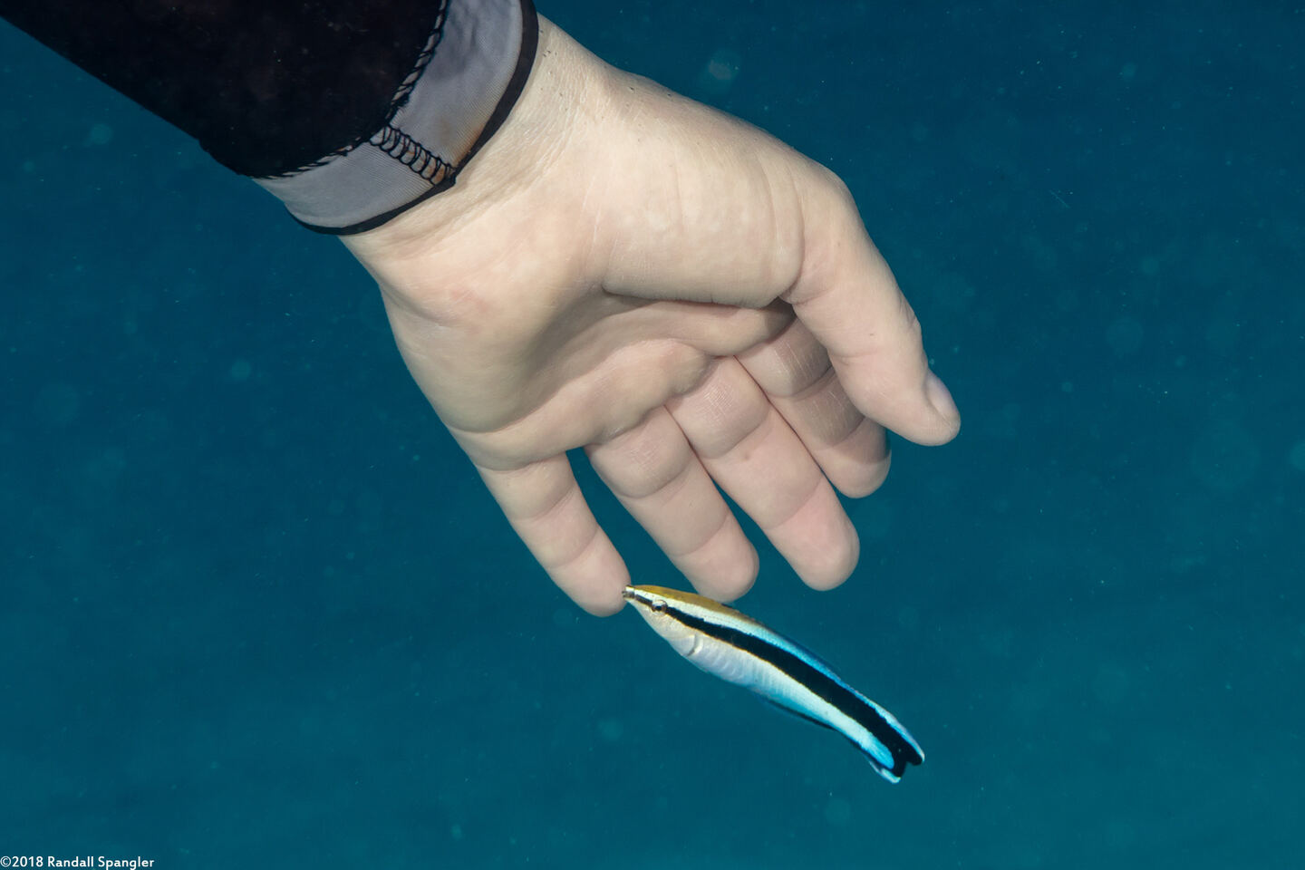 Labroides dimidiatus (Bluestreak Cleaner Wrasse)