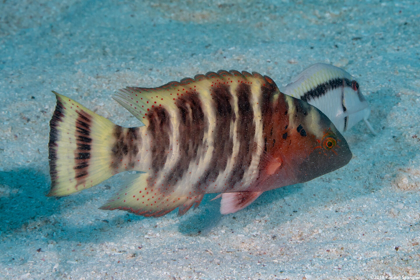 Cheilinus fasciatus (Redbreasted Wrasse)