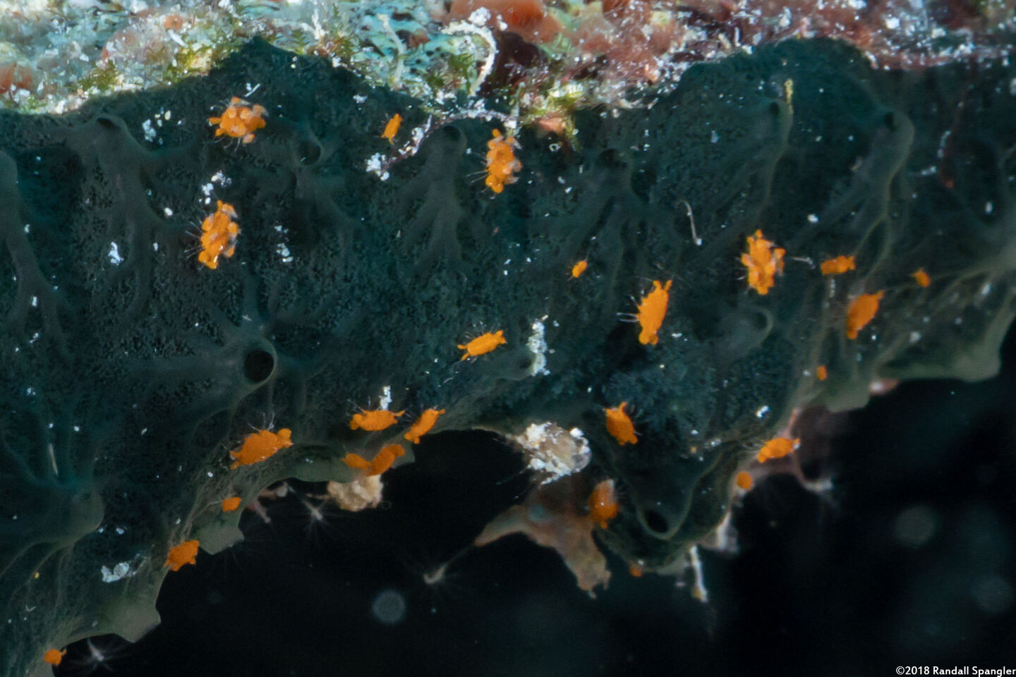 Santia sp.1 (Sponge Isopod)