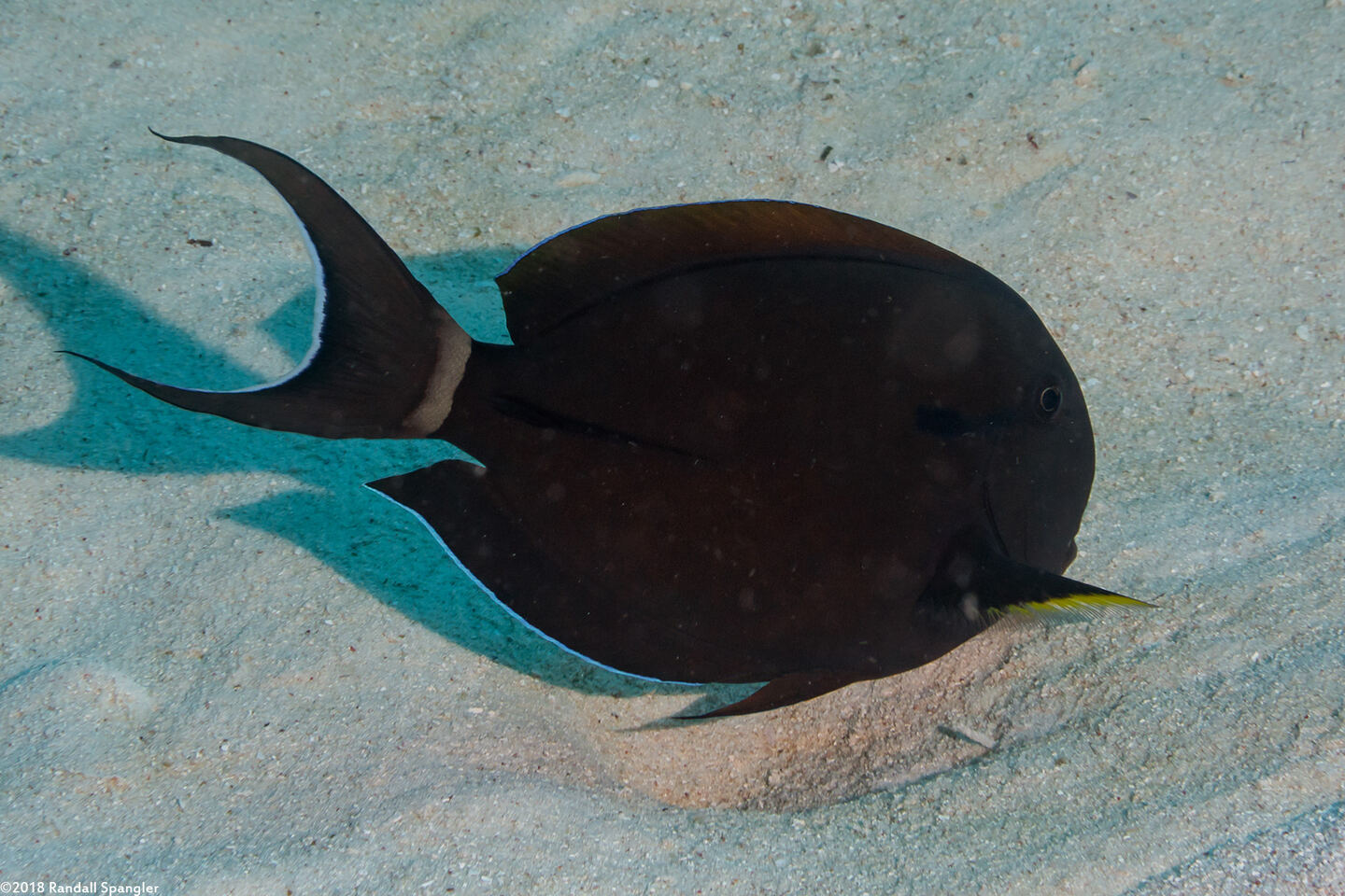 Acanthurus nigricauda (Blackstreak Surgeonfish)