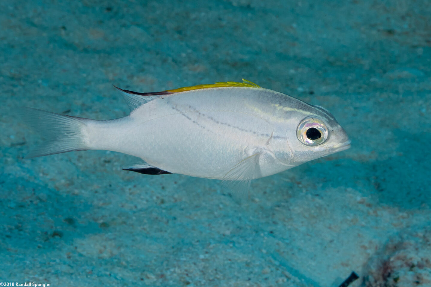 Scolopsis bilineata (Bridled Monocle Bream)