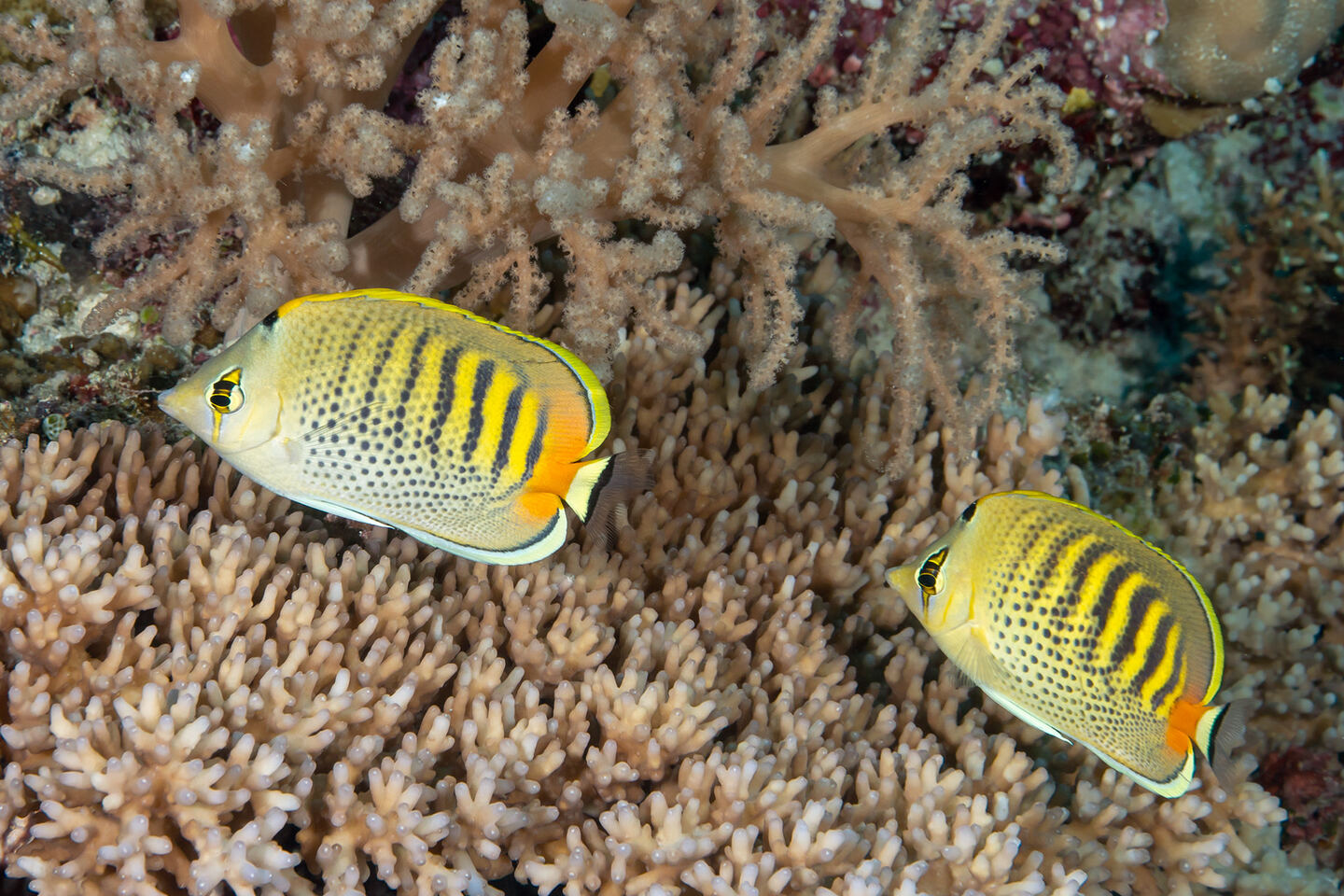 Chaetodon punctatofasciatus (Spot-Banded Butterflyfish)