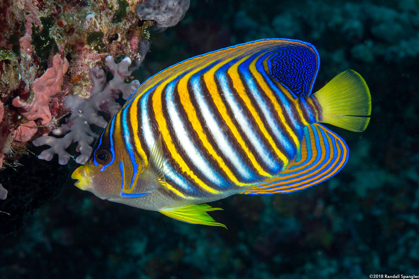 Pygoplites diacanthus (Regal Angelfish)