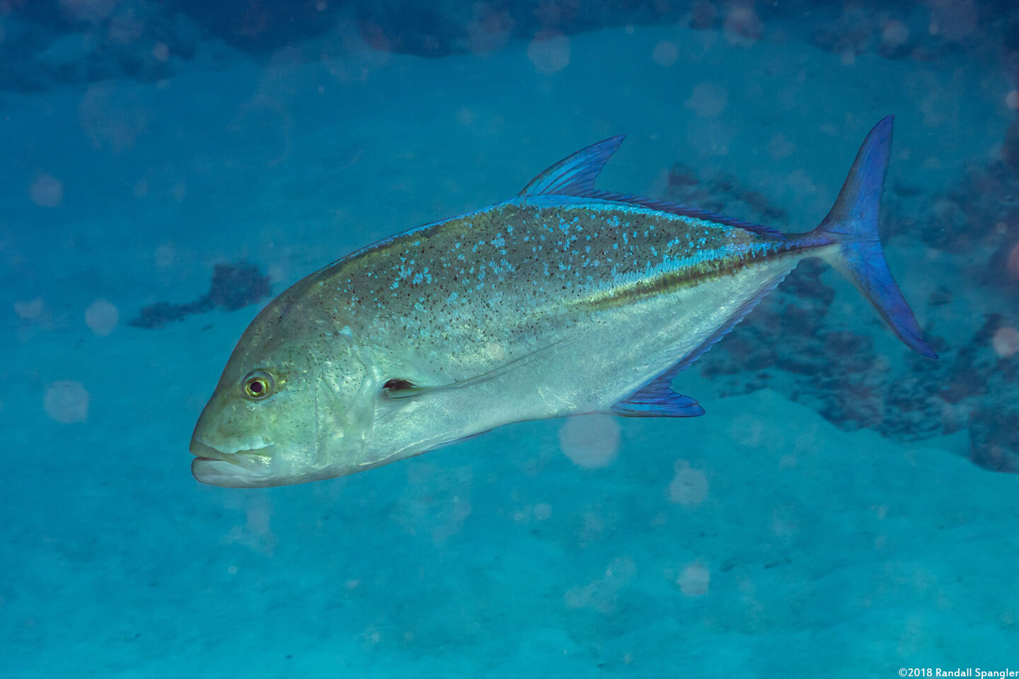 Caranx melampygus (Bluefin Trevally)