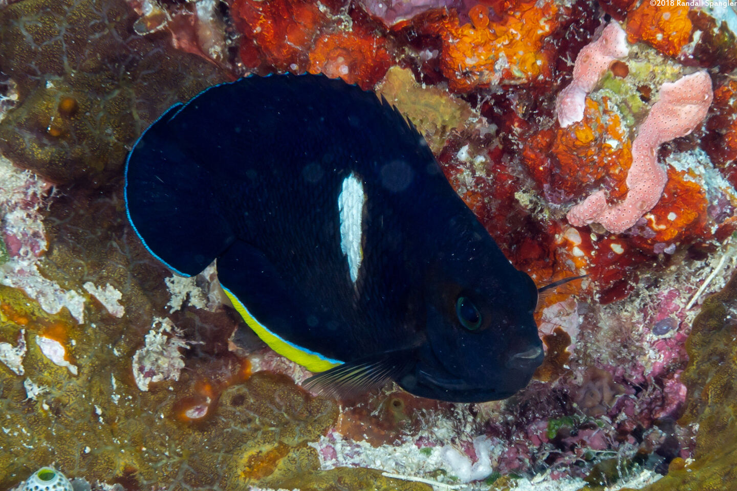 Centropyge tibicen (Keyhole Angelfish)