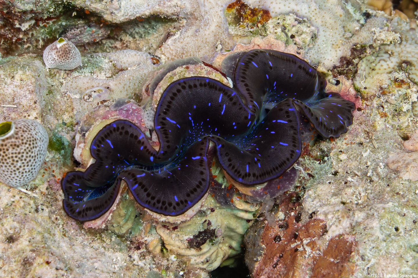 Tridacna crocea (Boring Giant Clam)