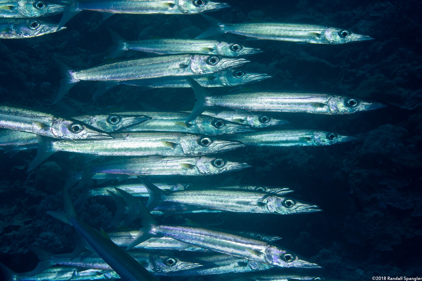 Sphyraena forsteri (Bigeye Barracuda)