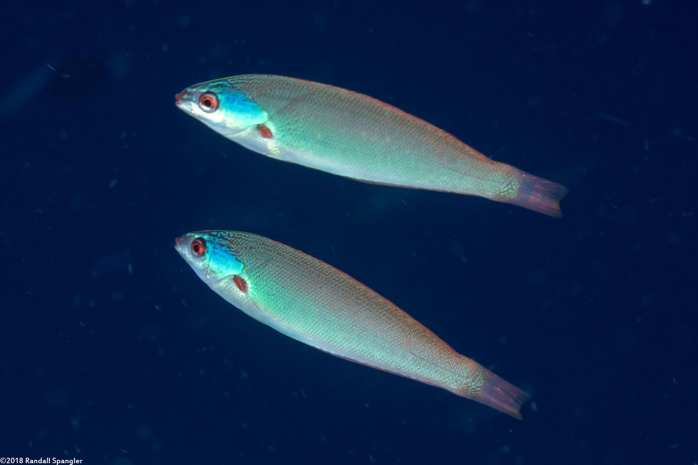 Pseudocoris yamashiroi (Redspot Wrasse)