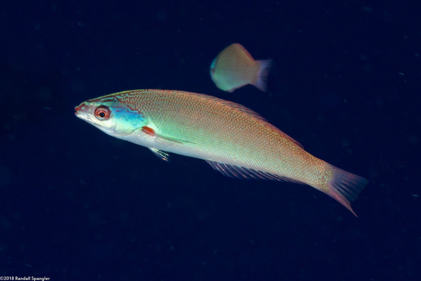 Pseudocoris yamashiroi (Redspot Wrasse)
