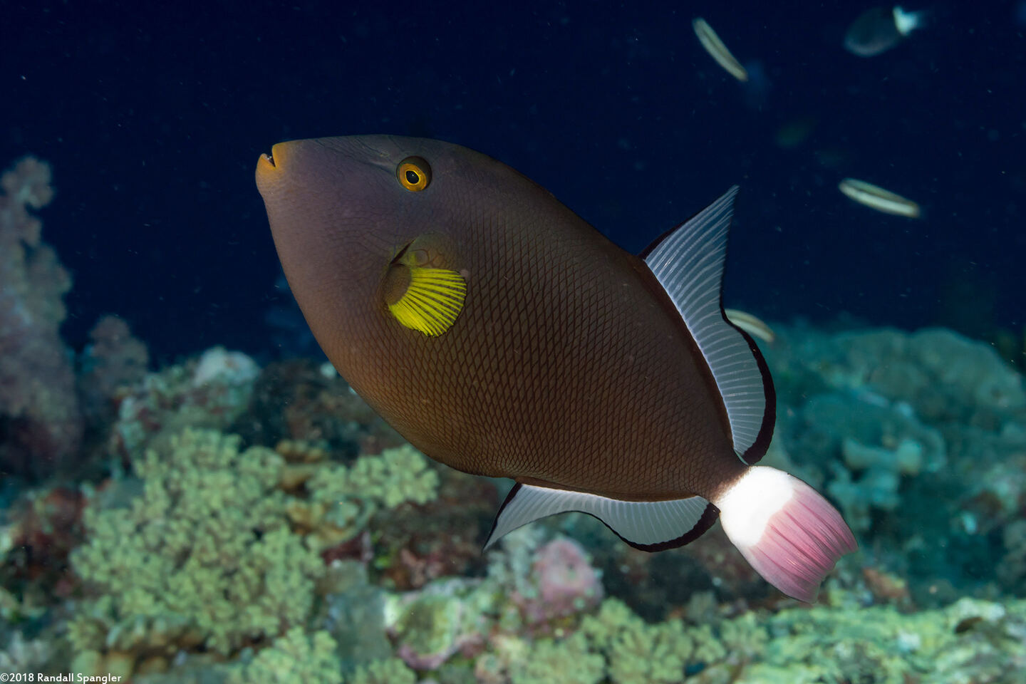 Melichthys vidua (Pinktail Triggerfish)