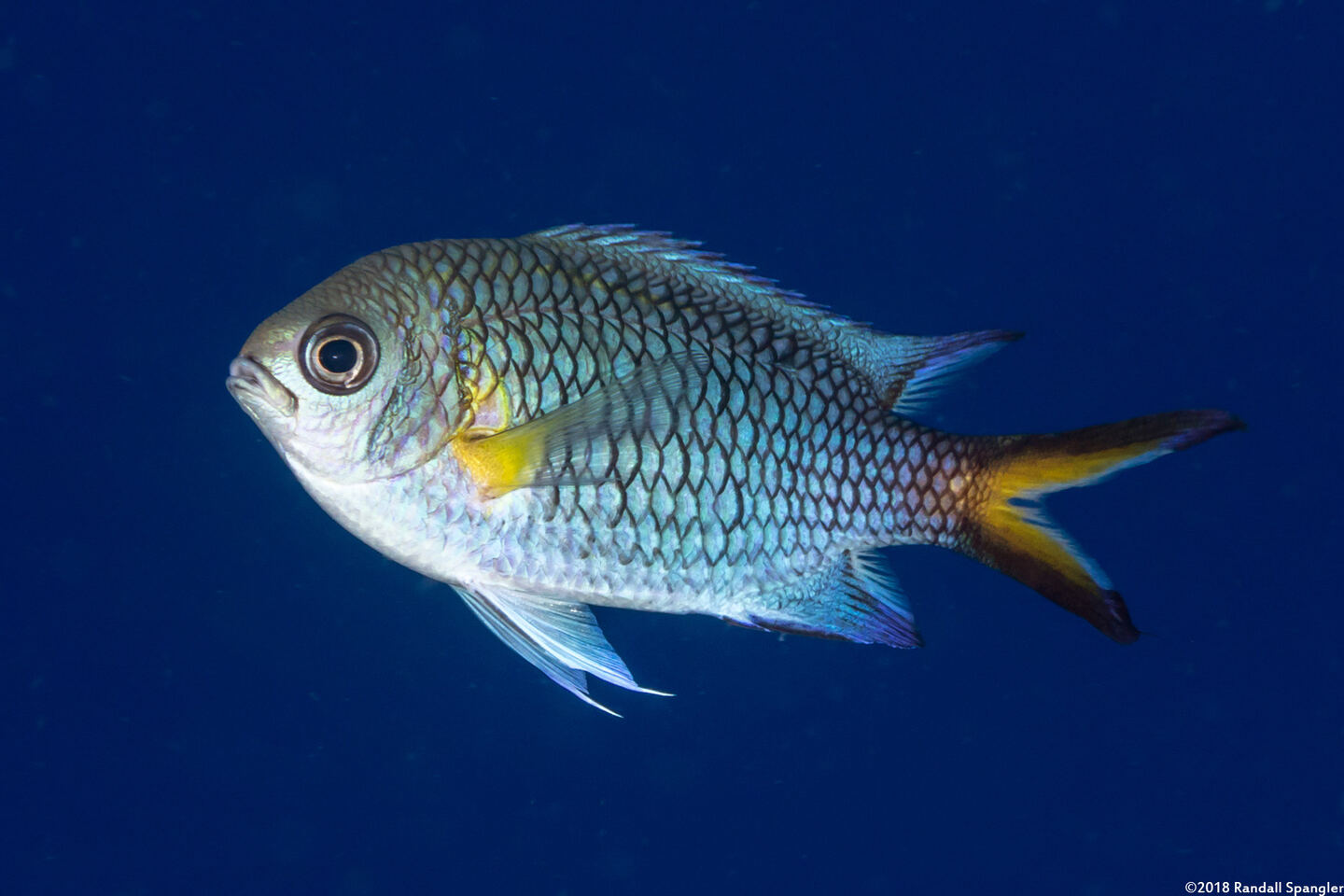 Chromis xanthochira (Yellow-Axil Chromis)