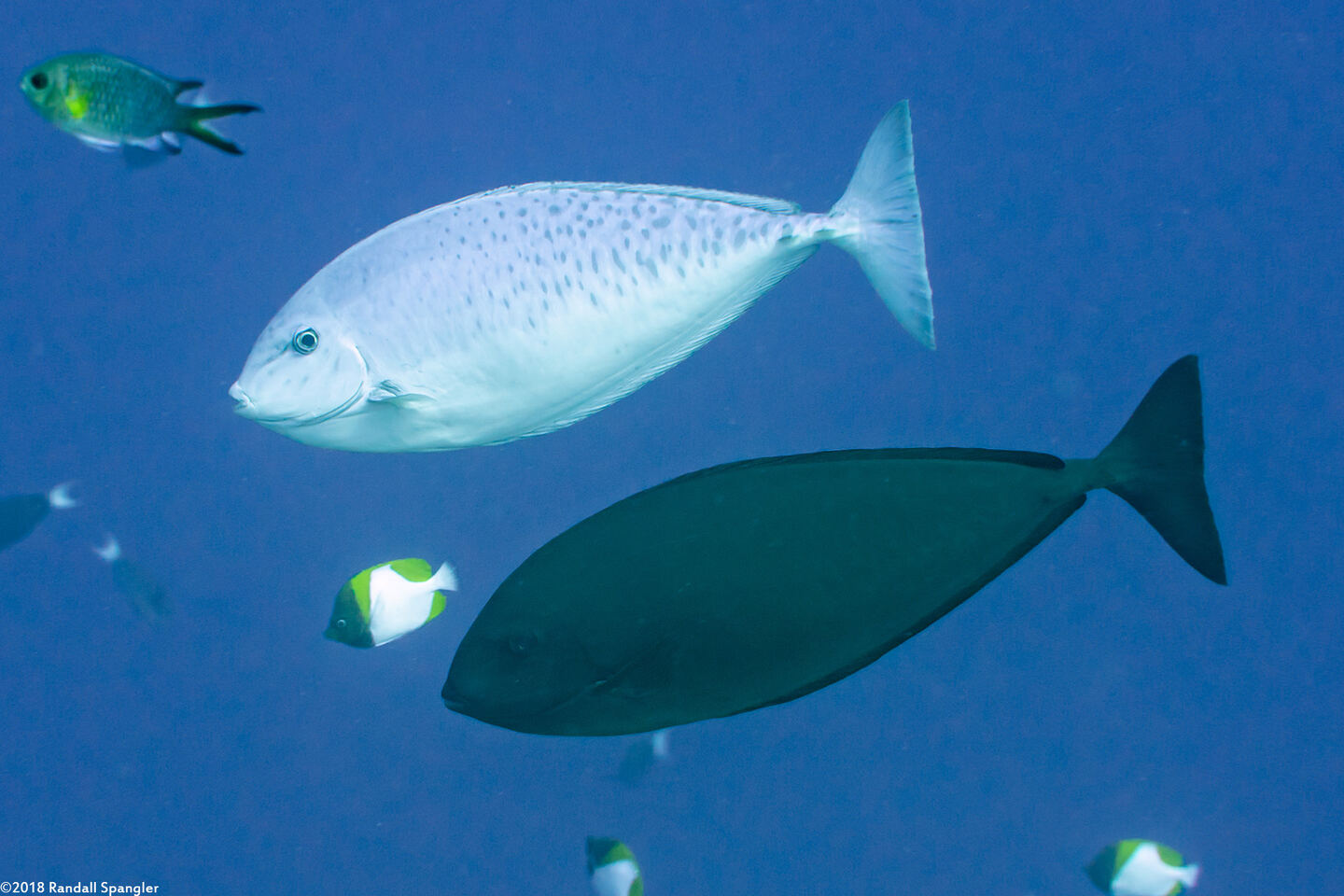 Naso caesius (Gray Unicornfish)