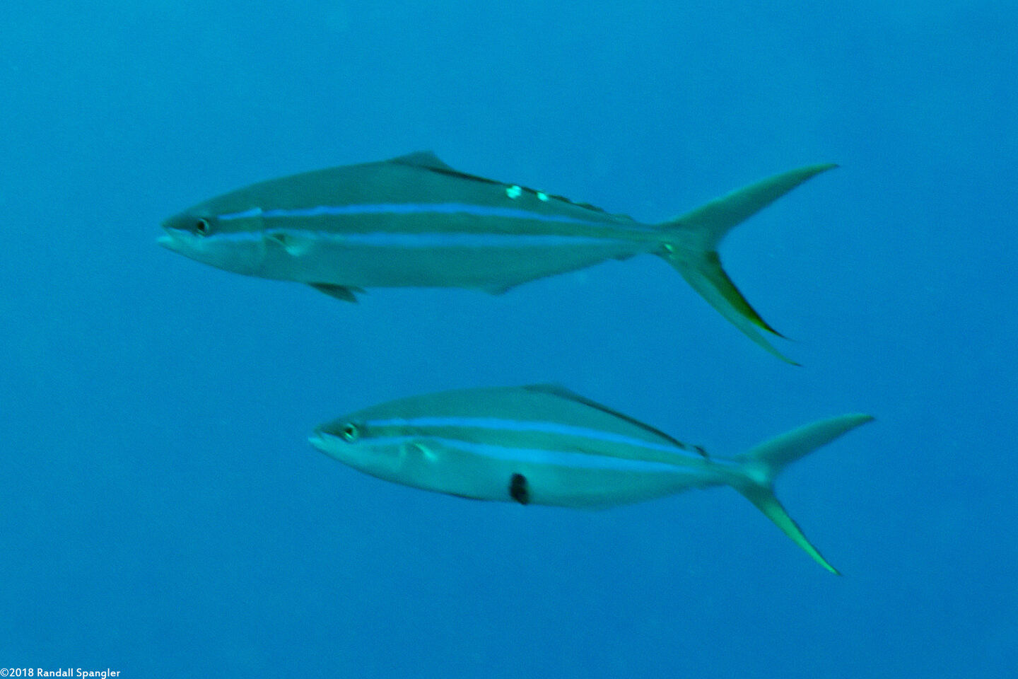 Elagatis bipinnulata (Rainbow Runner)