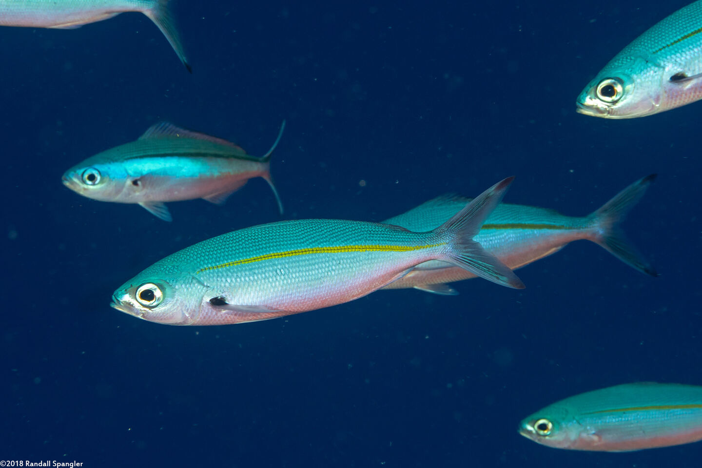 Pterocaesio tessellata (Narrowstripe Fusilier)