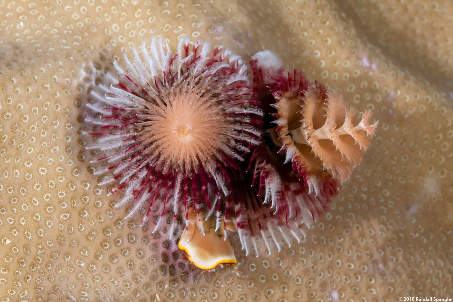 Spirobranchus sp.1 (Christmas Tree Worm)