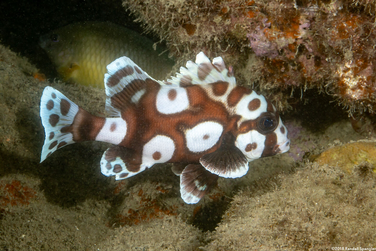 Plectorhinchus chaetodonoides (Many-Spotted Sweetlips)