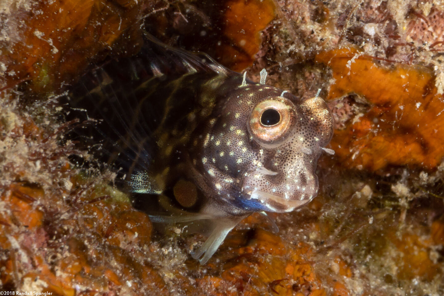 Salarias segmentatus (Segmented Blenny)
