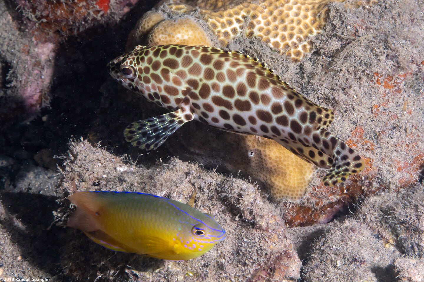 Epinephelus merra (Honeycomb Grouper)