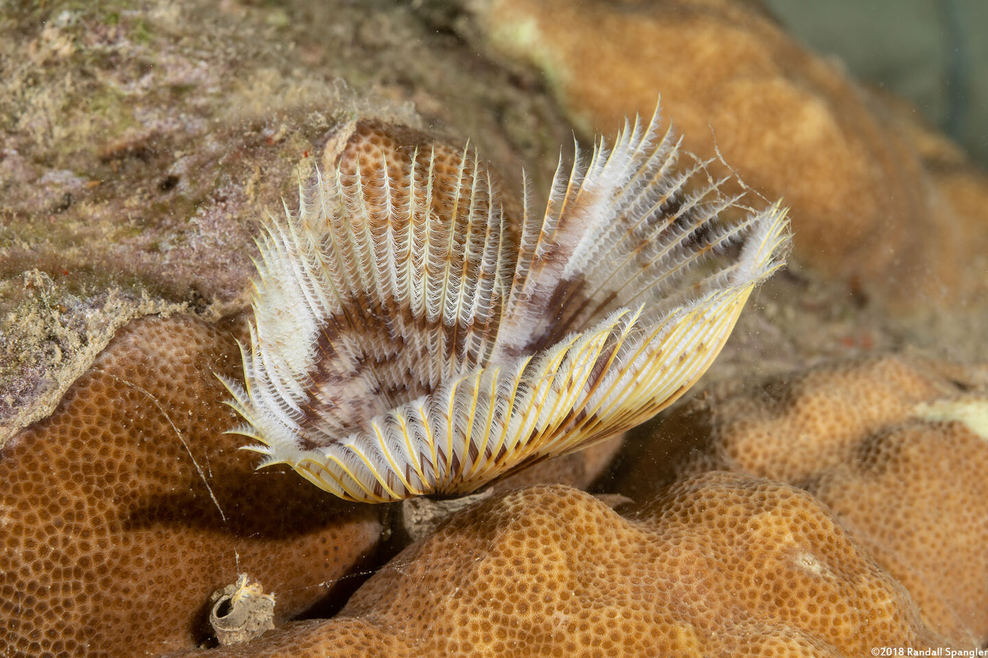 Sabellastarte sp.1 (Feather Duster Worm)