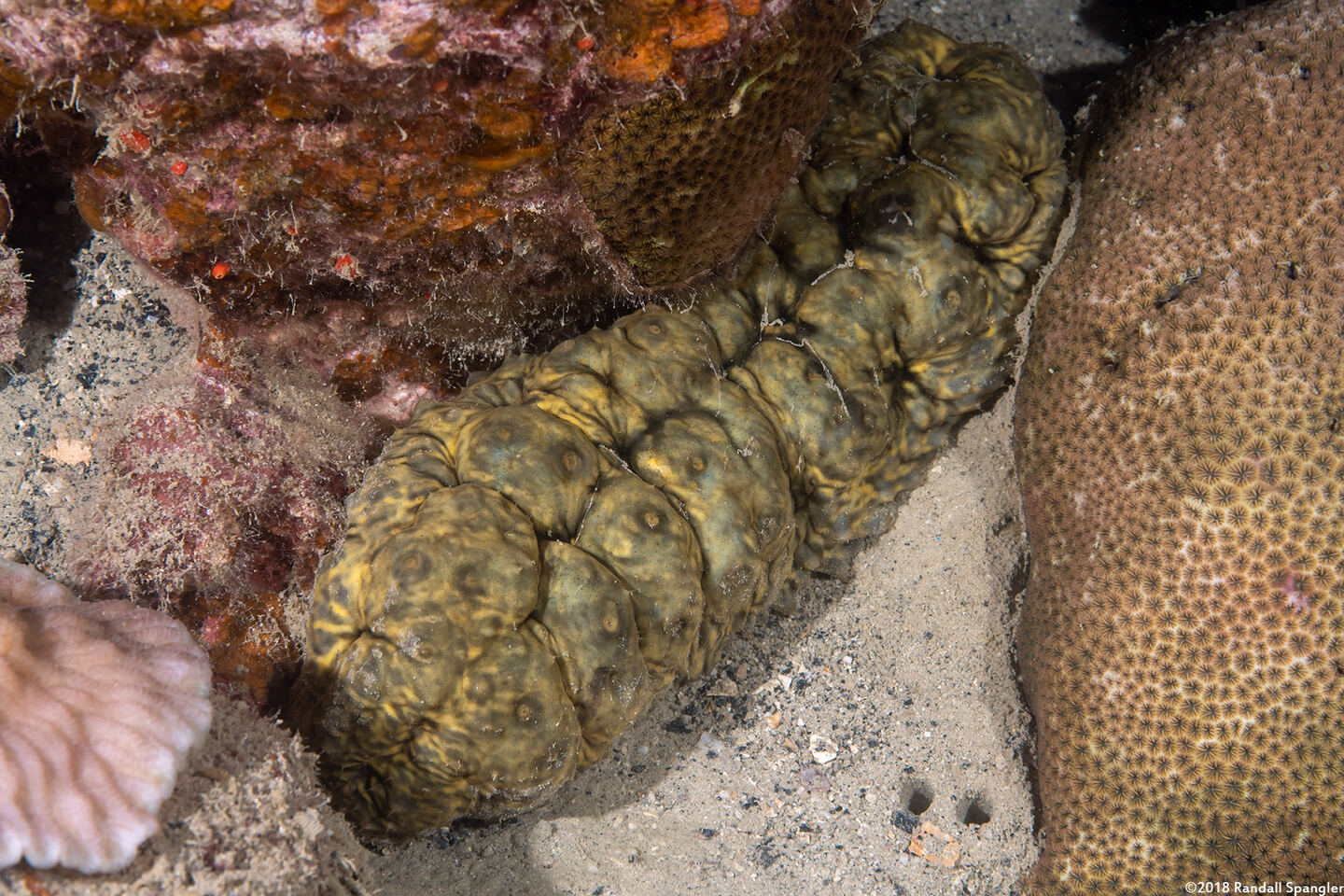 Stichopus vastus (Brown Curryfish Sea Cucumber)