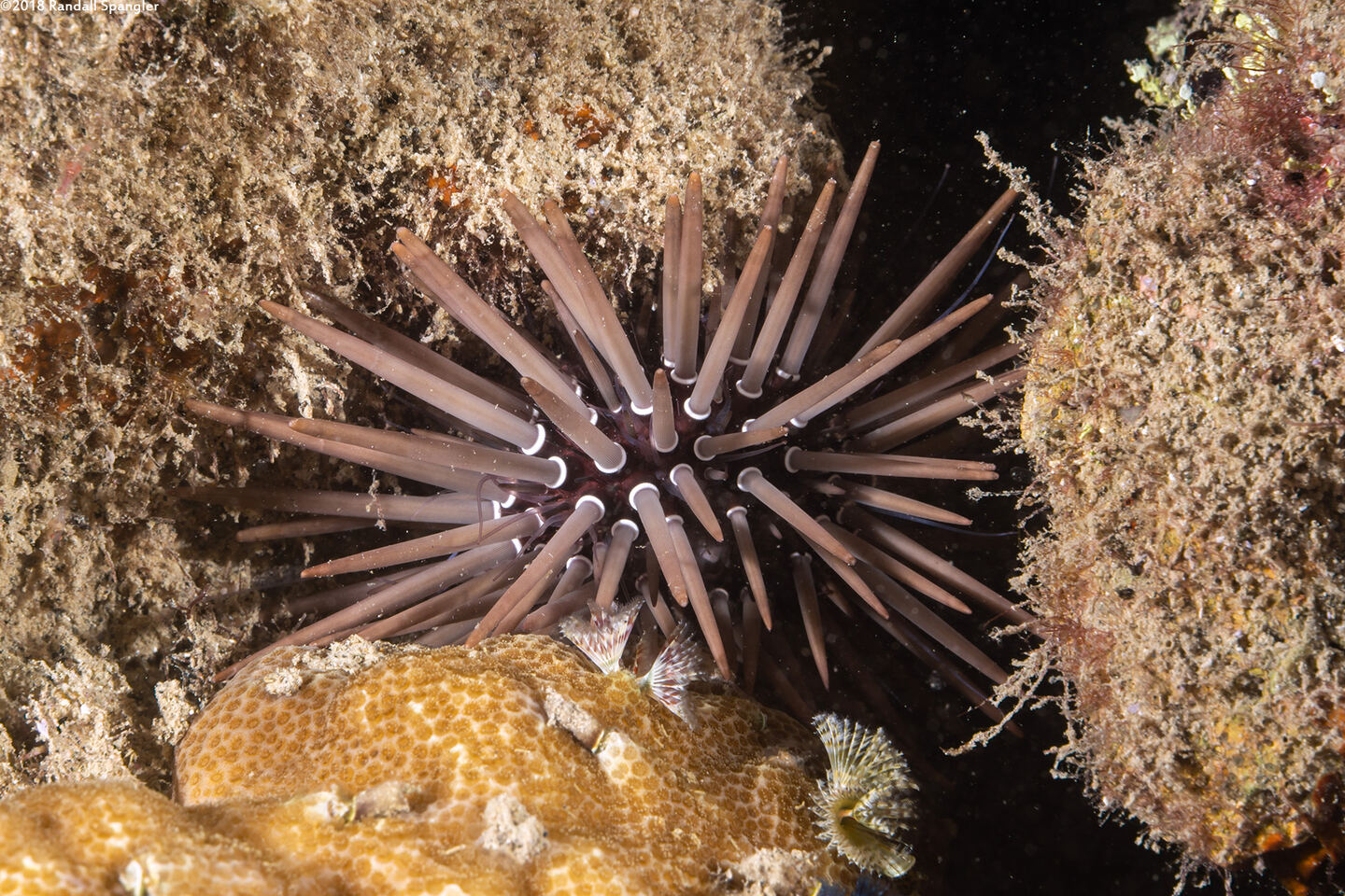 Echinometra mathaei (Rock-Boring Urchin)