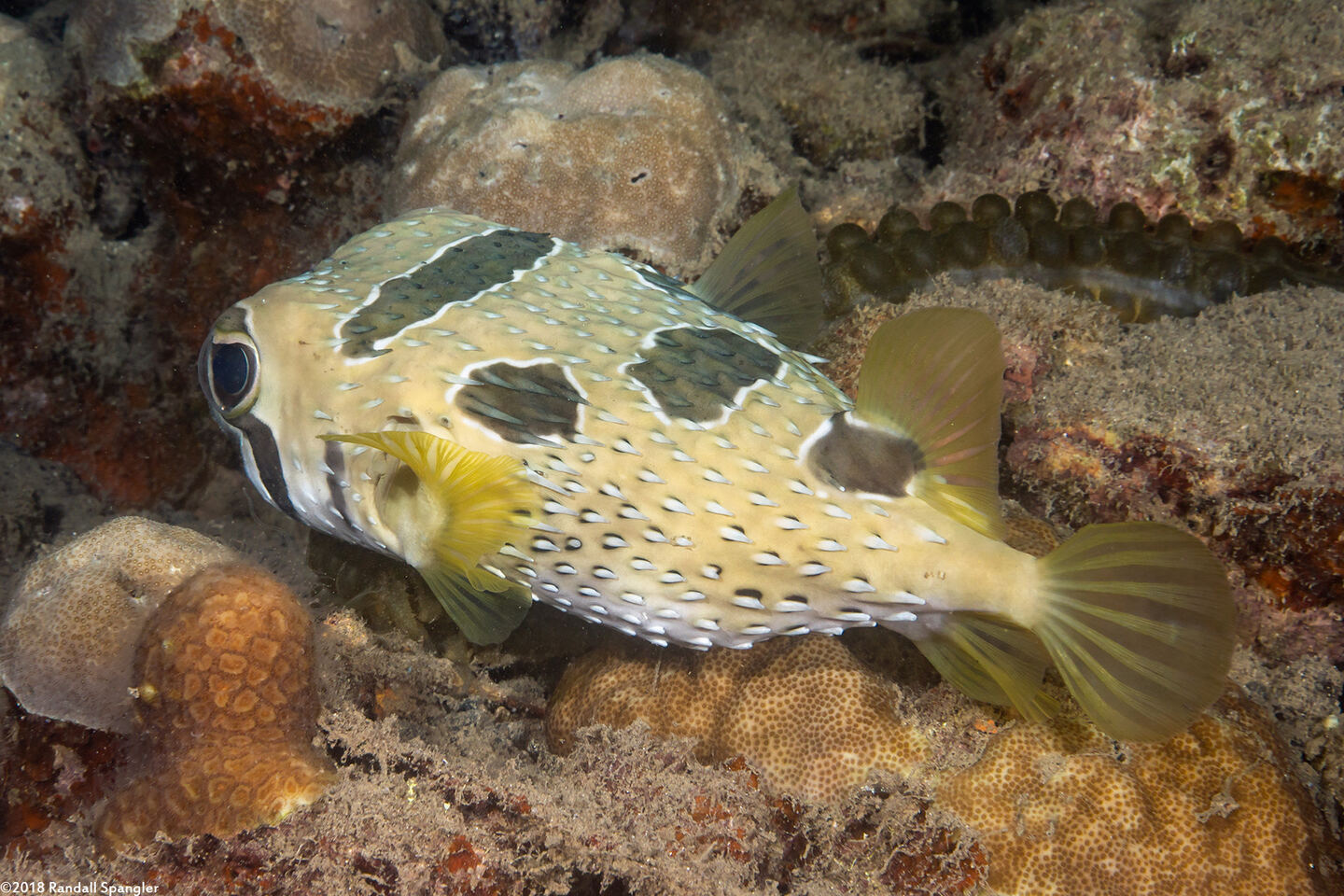Diodon liturosus (Black-Blotched Porcupinefish)