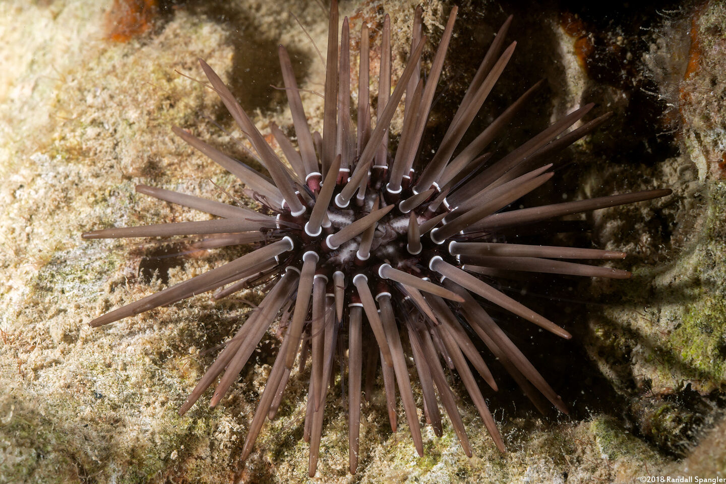 Echinometra mathaei (Rock-Boring Urchin)