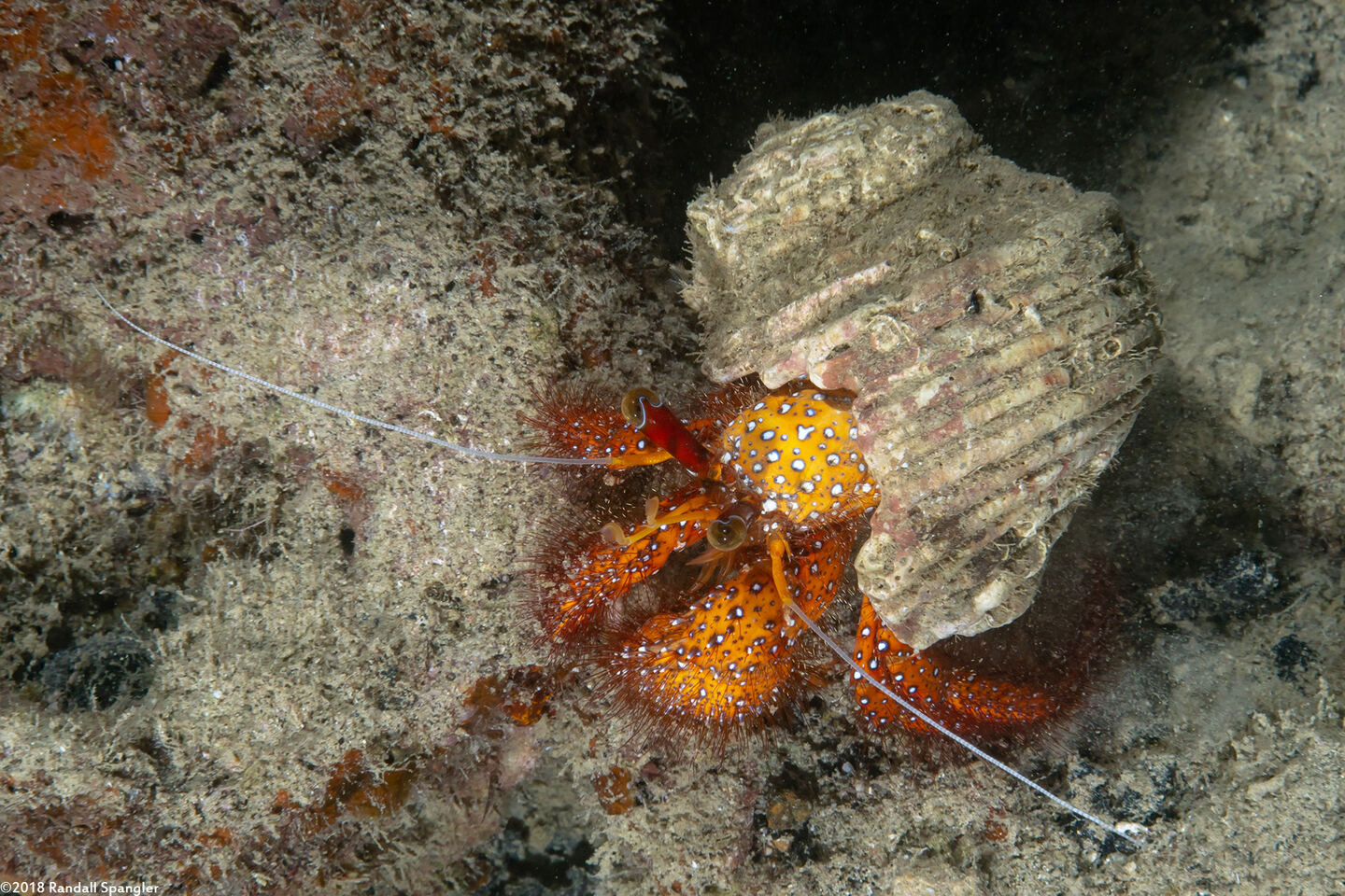 Dardanus megistos (White-Spotted Hermit Crab)