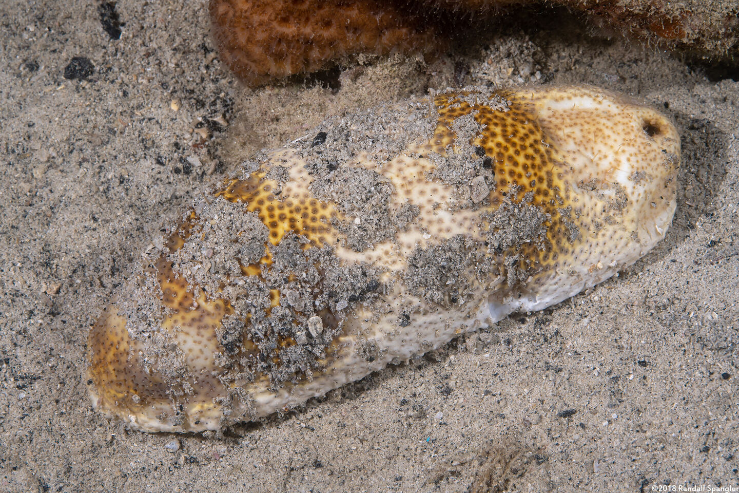 Bohadschia sp.1 (Bohadschia sp.1)