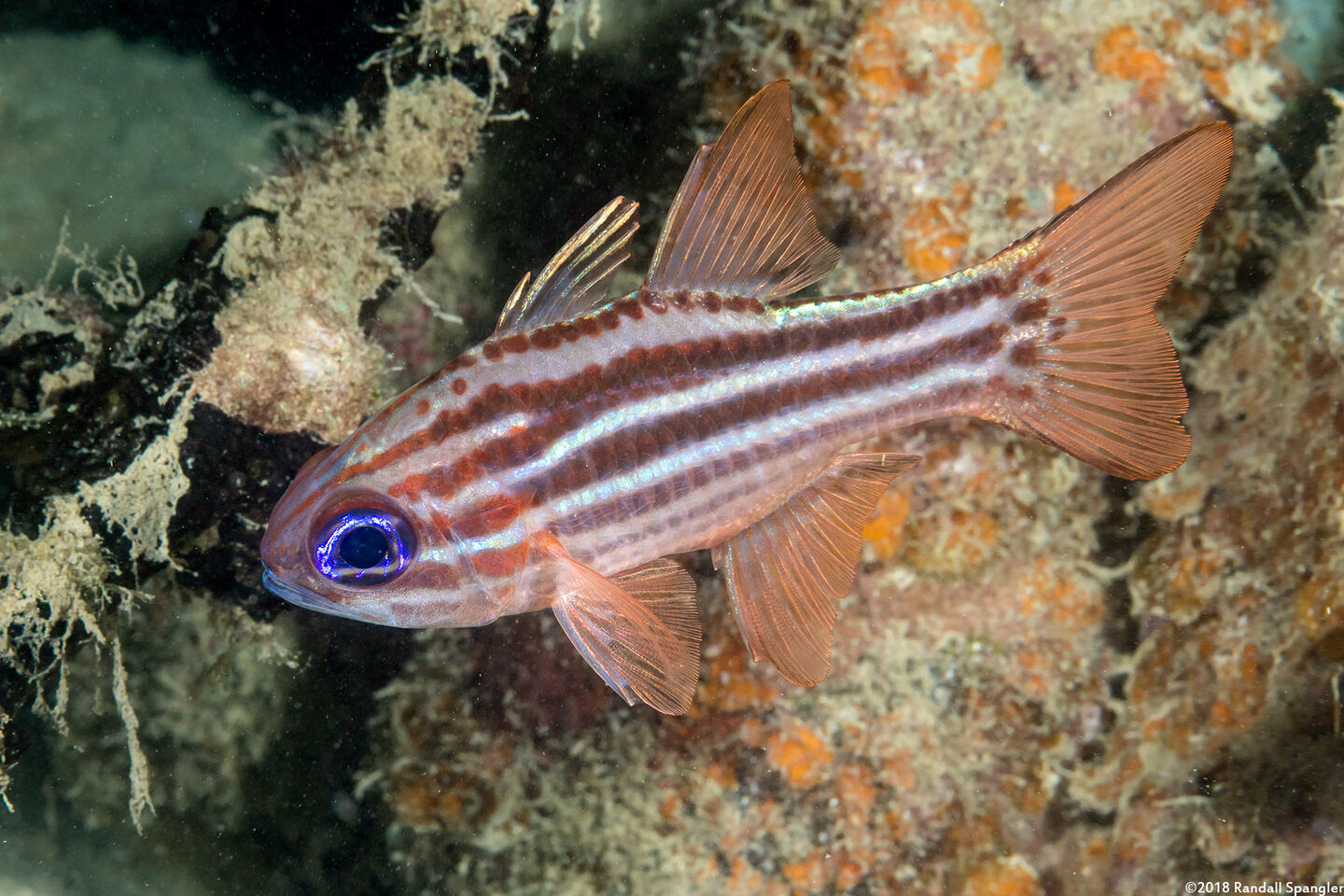 Ostorhinchus compressus (Splitband Cardinalfish)